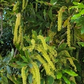 Macadamia flowers