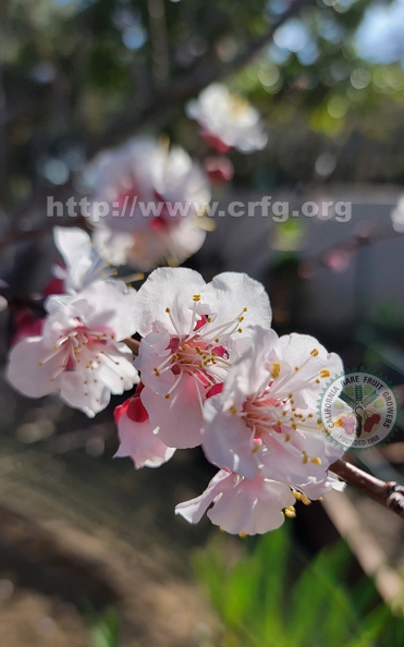 NectarineBlossoms.jpg
