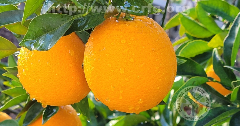 Oranges after the rain