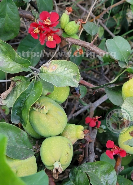 Quince and flowers