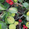 Quince and flowers