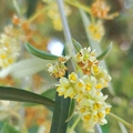 Olive Blossoms