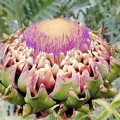 Purple artichoke flower