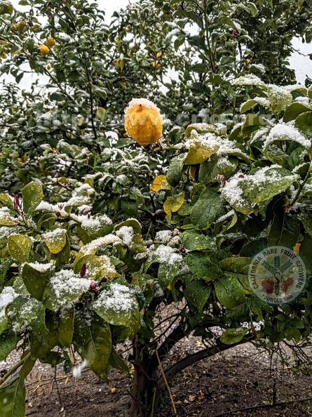 Citrus in Snow 2023.jpg