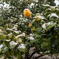 Citrus in Snow