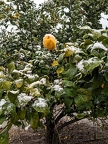 Citrus in Snow