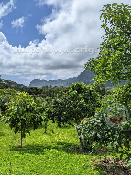 Tropical Orchard View