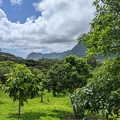 Tropical Orchard View