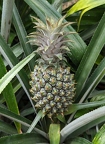 Ananas Comosus