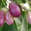 Java plum lavender.jpg