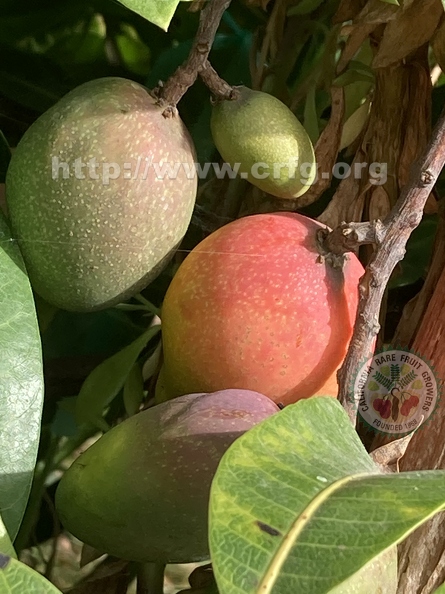 Ripening mangos - LKW 2023.jpg