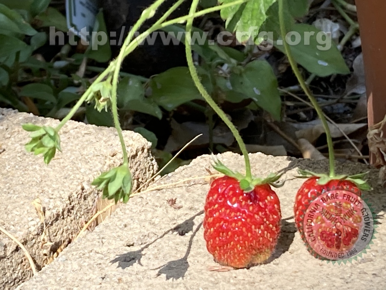 15 - Strawberries and more to come - Linda K. Williams - 2023.jpg
