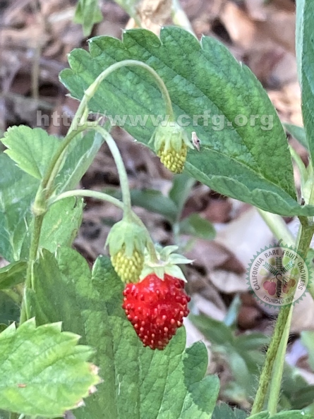 16 - Alpine Strawberries - Linda K. Williams - 2023.jpg