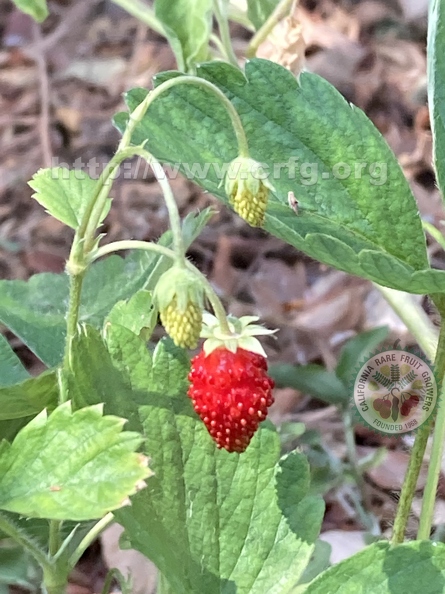 17 - Alpine Strawberries - 2nd view- Linda K. Williams - 2023.jpg