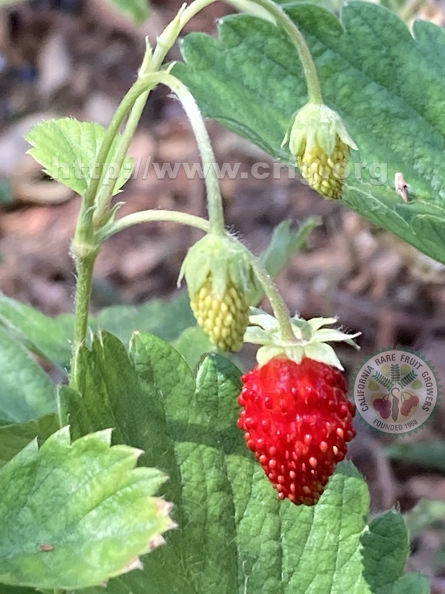 18 - Alpine Strawberries - 3rd view - Linda K. Williams - 2023.jpg