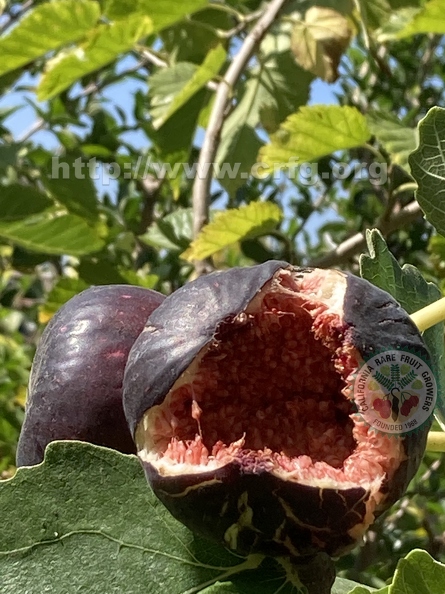 11 - 2nd image of 2 Walker figs - super-ripe - Linda K. Williams - 2023.jpg
