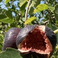 11 - 2nd image of 2 Walker figs - super-ripe - Linda K. Williams - 2023.jpg