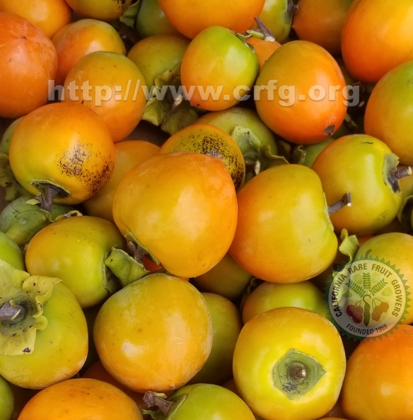 Hachiya Persimmons ready for drying 