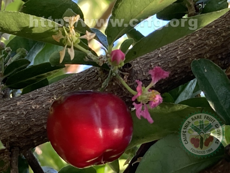 23 - Acerola - fruit, blossom, and bud 2nd view - Linda K. Williams 2023.jpg