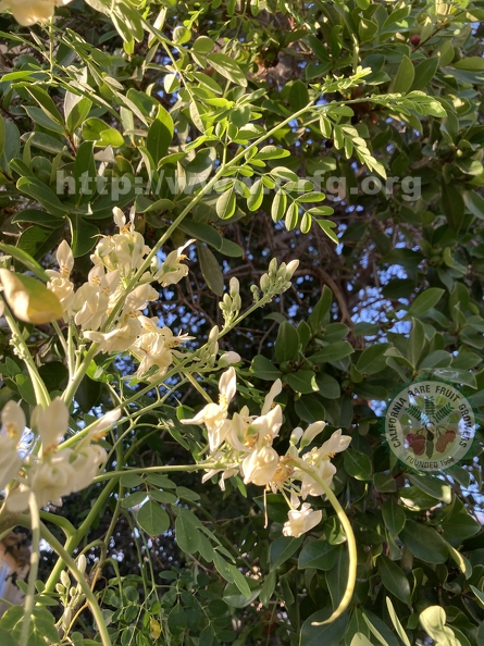 24 - Moringa - blossoms and tiny bean - Linda K. Williams 2023.jpg