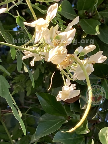 26 - Maypop blossom  - Linda K. Williams 2023.jpg