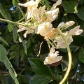 26 - Maypop blossom  - Linda K. Williams 2023.jpg
