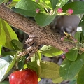 28 - Acerola fruit and multiple buds - Linda K. Williams 2023.jpg