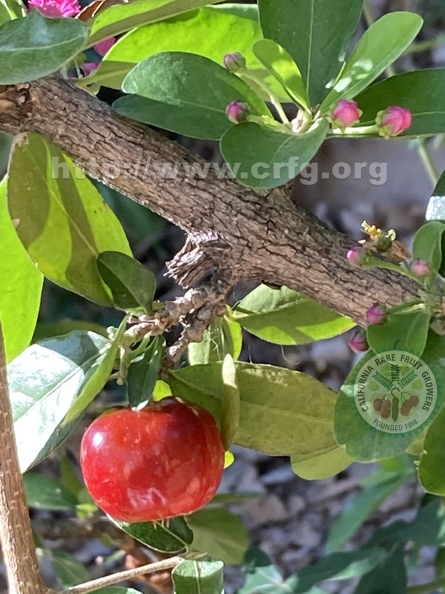 29 - Acerola fruit and multiple buds 2nd view- Linda K. Williams 2023.jpg