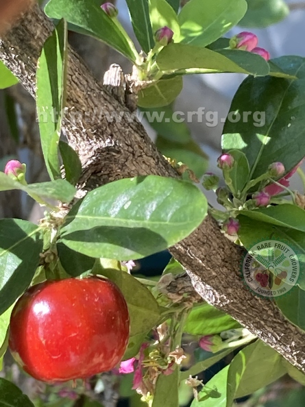 30 - Acerola fruit and multiple buds 3rd view- Linda K. Williams 2023.jpg