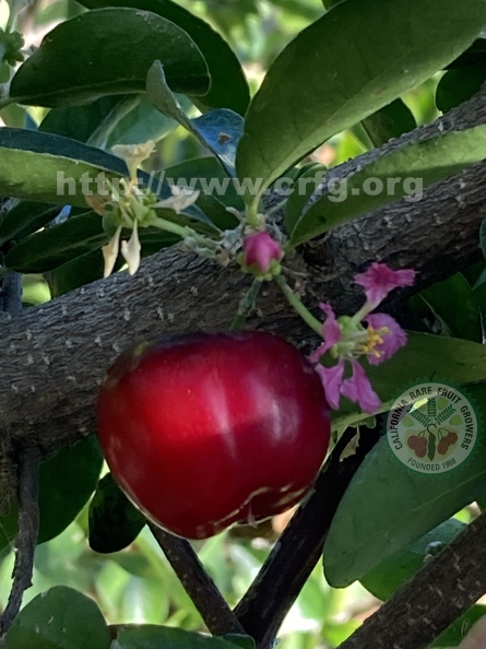22 - Acerola - fruit, blossom, and bud - Linda K. Williams 2023.jpg