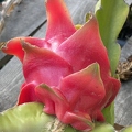 33 - Dragon Fruit - Sin Espinas - Linda K. Williams 2023.jpg