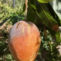 35 - Mango ripe and ready - Linda K. Williams 2023.jpg