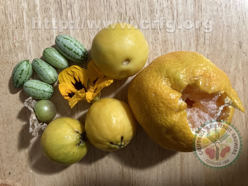 38 - Tasty Harvest - Cucamelons, Purple Tomatillo, Nasturtium, Lemon Guavas, Tangerine - Linda K. Williams 2023.jpg