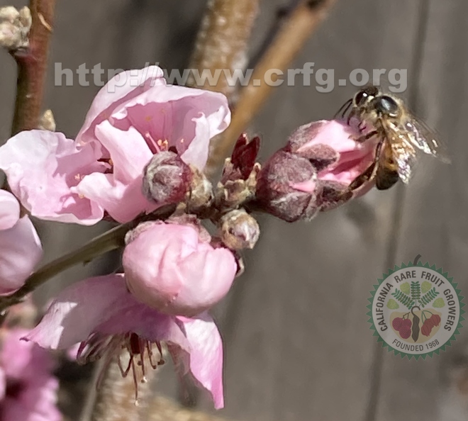 41 - Nectaplum blossoms and busy bee - Linda K. Williams 2023.jpg