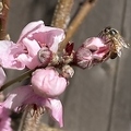 41 - Nectaplum blossoms and busy bee - Linda K. Williams 2023.jpg