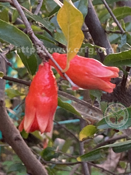 44 - Ganesh Pomegranate blossoms - Linda K. Williams 2023.jpg