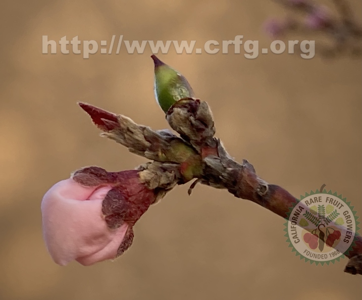 46 - Nectaplum blossom bud - Linda K. Williams 2023.jpg