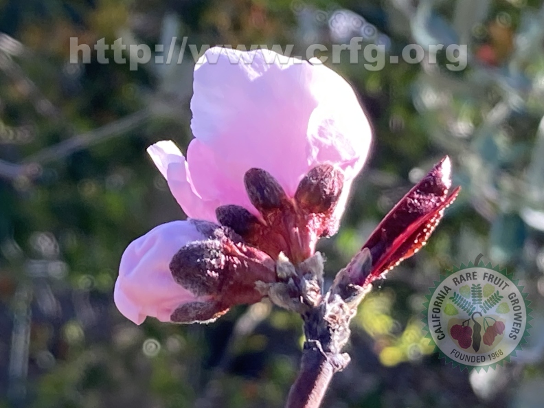 47 - re-do of Nectaplum Blossoms - Linda K. Williams 2023.jpg