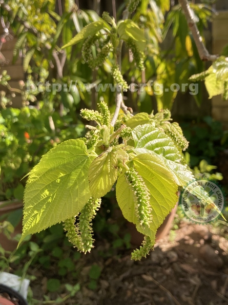 53 - A bunch of Himalayan Mulberries, ready to ripen - Linda K. Williams 2023.jpg