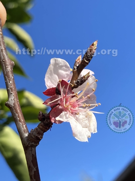 54 - Flavor Delight Aprium blossoms - Linda K. Williams 2023.jpg