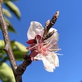 54 - Flavor Delight Aprium blossoms - Linda K. Williams 2023.jpg