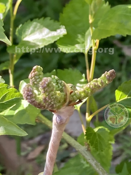 57 - Tehama Mulberries growing on recently grafted branch - Linda K. Williams 2023.jpg
