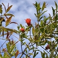 58 - Ganesh Pomegranate blossoms and branches with new growth - Linda K. Williams 2023.jpg