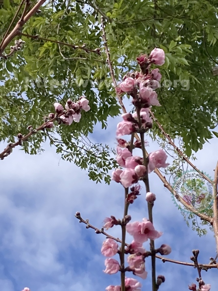 59 - Blossoming Nectaplum branches - Linda K. Williams 2023.jpg
