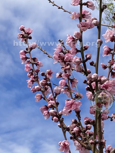 60 - Many more blossoming Nectaplum branches - Linda K. Williams 2023.jpg