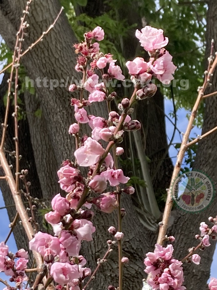 61 - Blossoming Nectaplum branches w. ash tree trunk in background.jpg