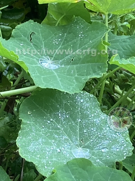 65 - Beautiful and tasty Nasturtium leaves after the rain - Linda K. Williams 2023.jpg