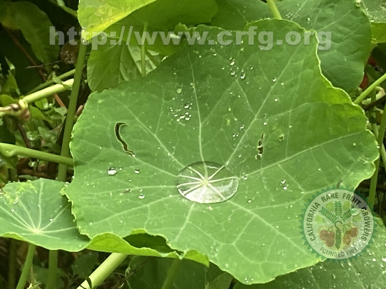 66 - Beautiful and tasty Nasturtium leaves after the rain 2nd image- Linda K. Williams 2023.jpg