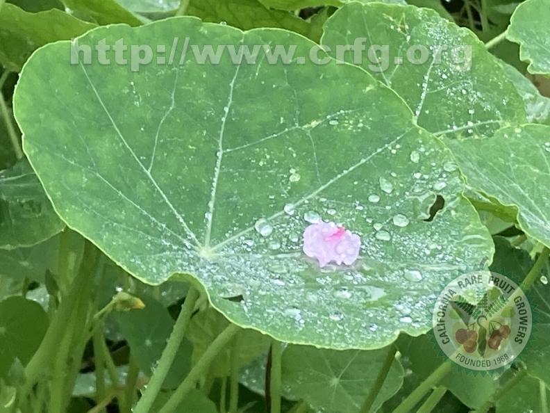 67 - Beautiful and tasty Nasturtium leaves after the rain w. windblown blossom - Linda K. Williams 2023.jpg