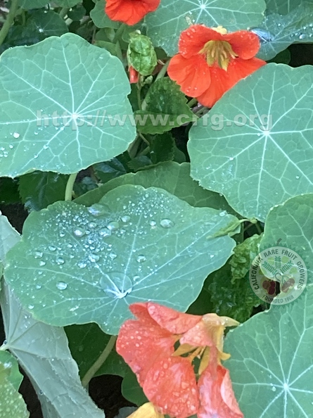 64 - Beautiful and tasty Nasturtium flowers and leaves after the rain - Linda K. Williams 2023.jpg